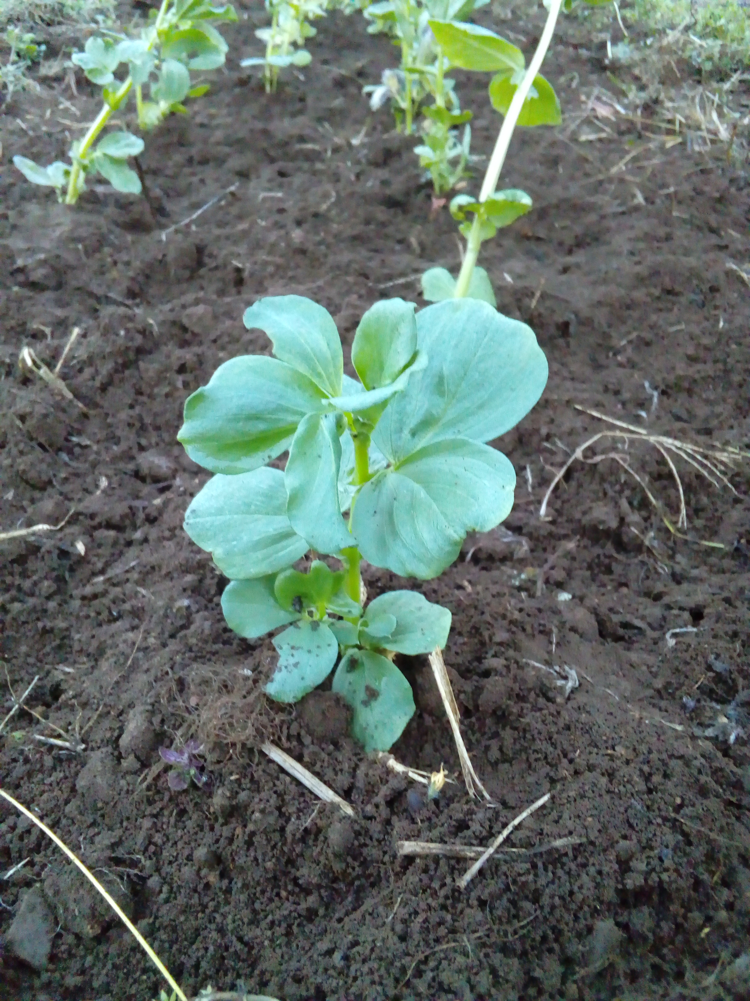 そら豆の自然栽培 苗を植える 自然栽培農家 ビリーズマーケットのブログ