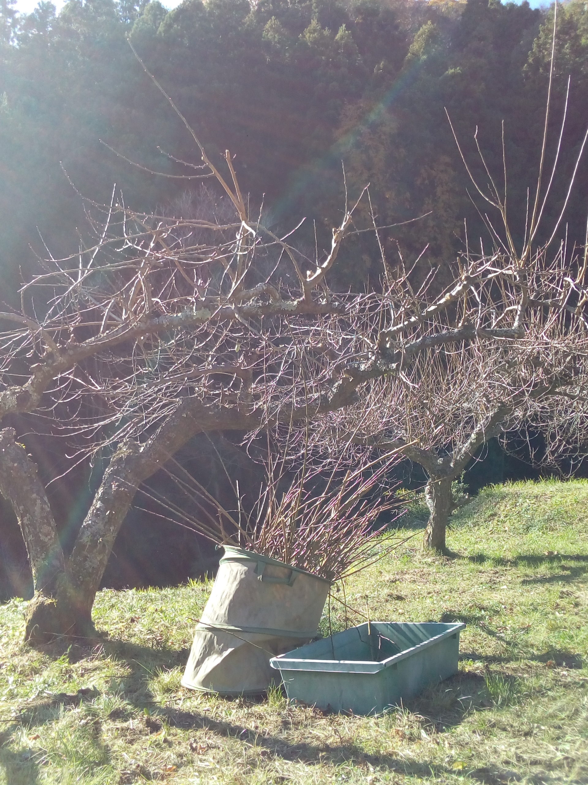 １２月になったのを待って 梅の木の剪定を始めました 自然栽培農家 ビリーズマーケットのブログ