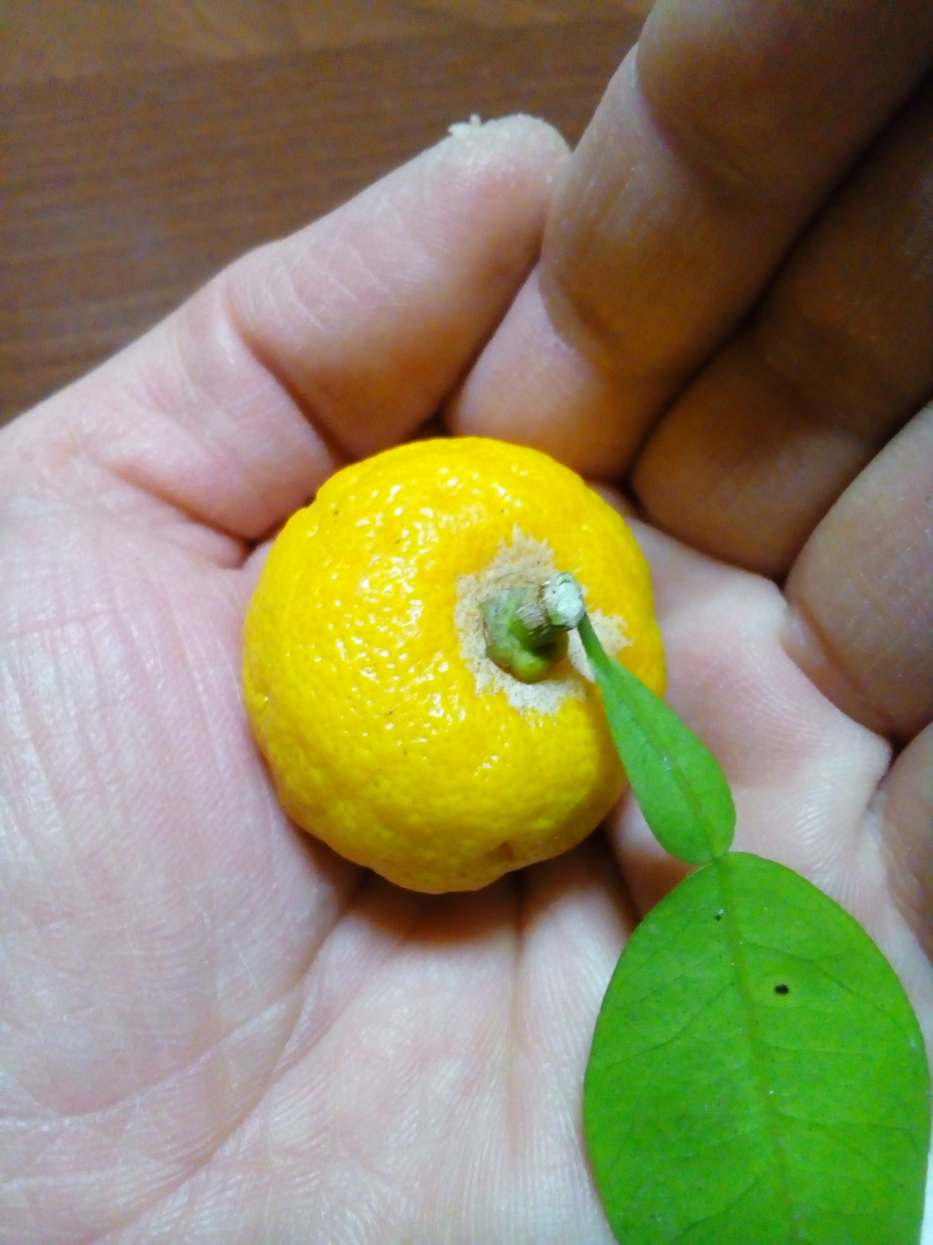 不作の柚子ですが かわいい マイクロユズ が採れました 自然栽培農家 ビリーズマーケットのブログ
