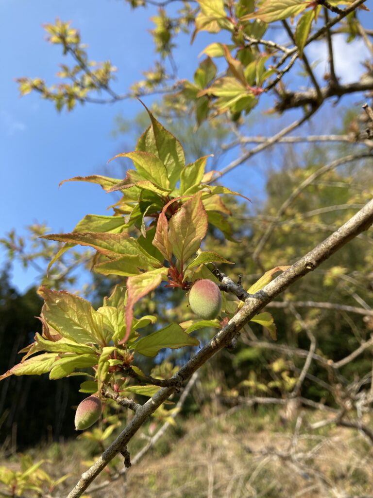 梅の栽培 21年シーズンの今年は かなりいい感じで収穫できそうです 数年間不作だった梅ですが 自然栽培農家 ビリーズマーケットのブログ