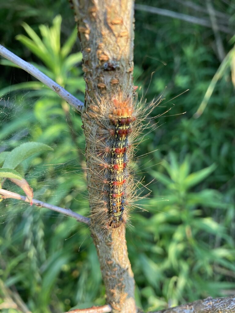 アンズの木の枝にいた 毛虫 を触ってしまいました その指を包丁で切るアクシデント 毛虫の写真あり 自然栽培農家 ビリーズマーケットのブログ