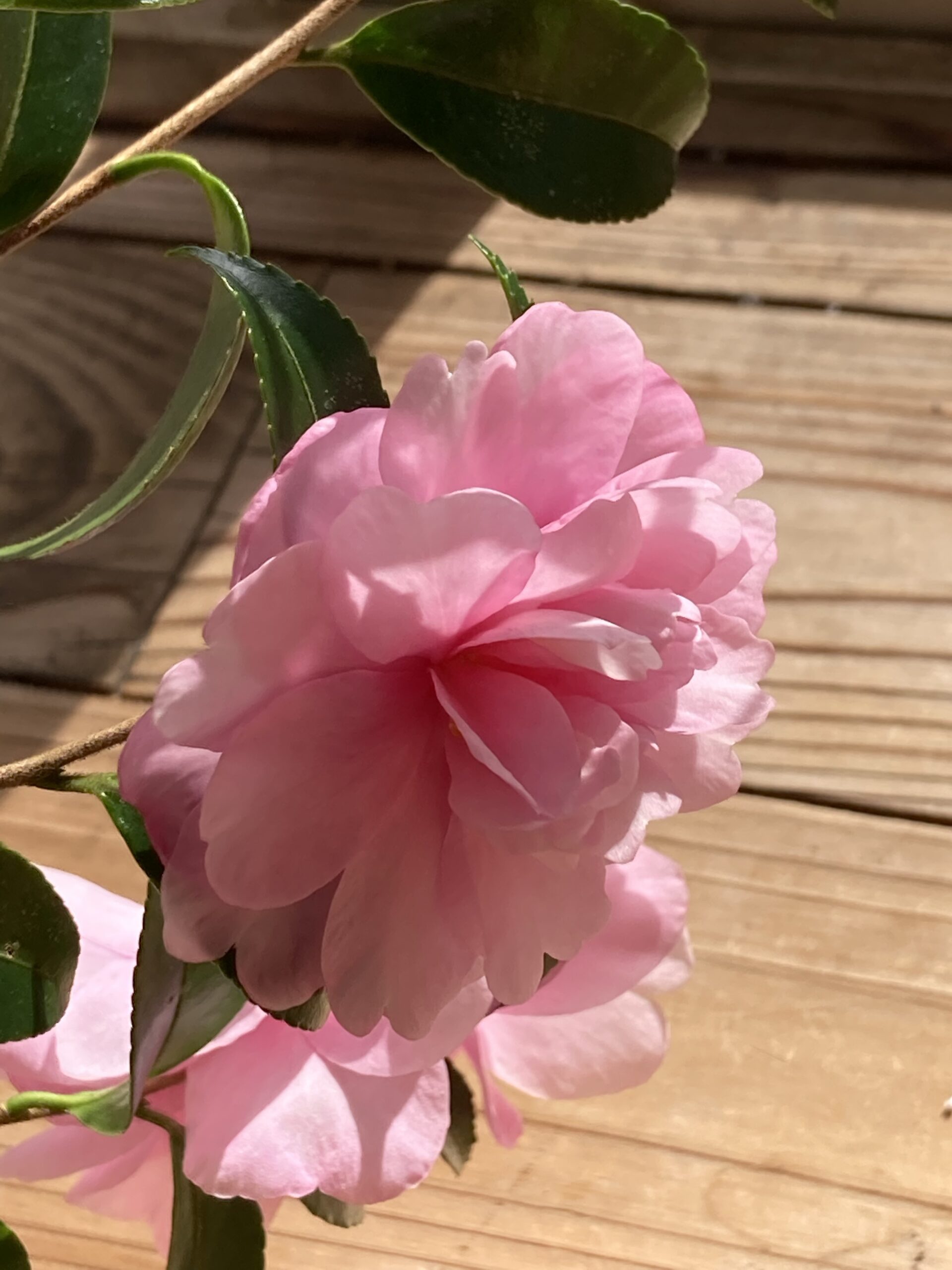 淡いピンク色 きれいな花 なので増やしてみる予定 椿かサザンカ のどちらかだと思う 自然栽培農家 ビリーズマーケットのおいしいブログ